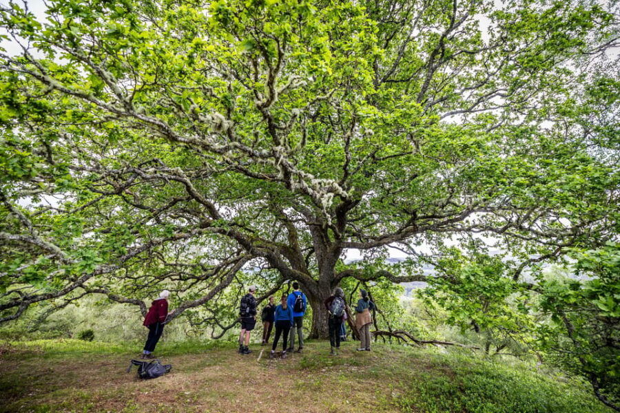 Inverness: Lochs, Waterfalls and Rewilding Experience - Who Will Enjoy This Tour?