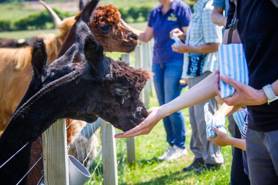 Isle of Arran: Farm Experience Entry Ticket - The Animal Encounters