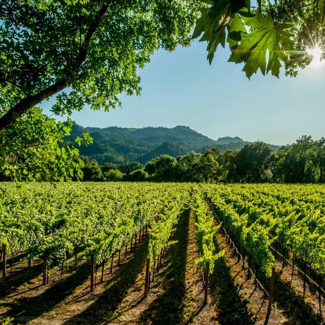 Itria valley: Wine and Olive Oil Tour and Tasting - What to Expect from the Tour