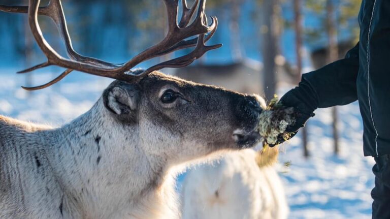 Ivalo: Magical Moments at the Reindeer Farm