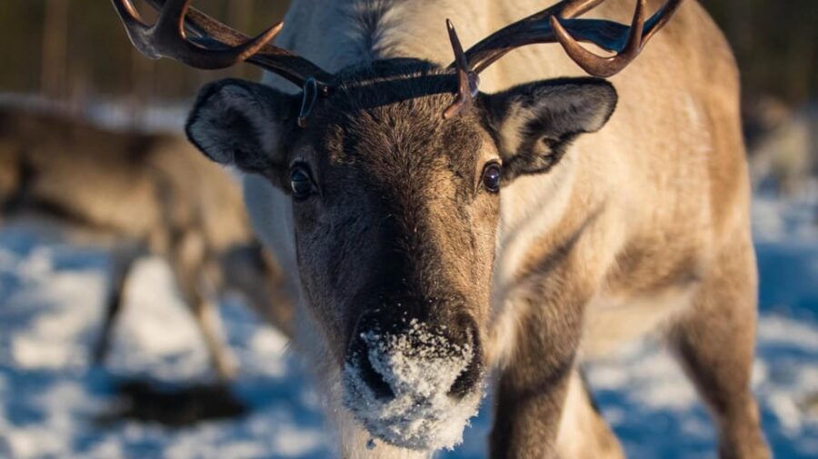 Ivalo: Northern Lights and Reindeer Farm Experience - What to Expect From the Tour