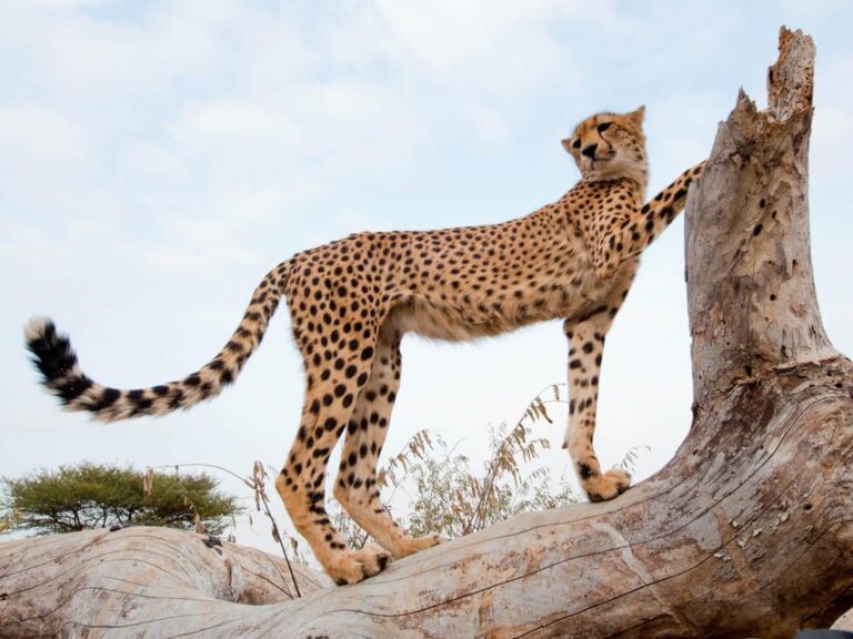 Johannesburg: 4-Day Kruger Park and Blyde River Canyon Tour