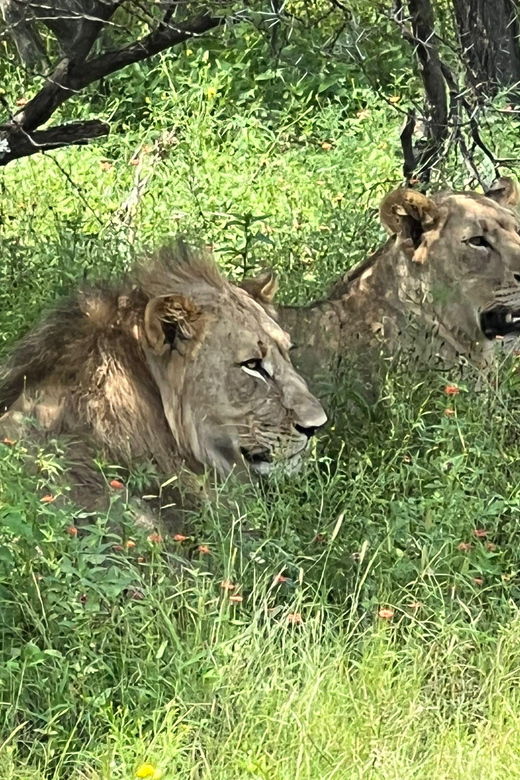 Johannesburg: Half-Day Big 5 Safari Tour