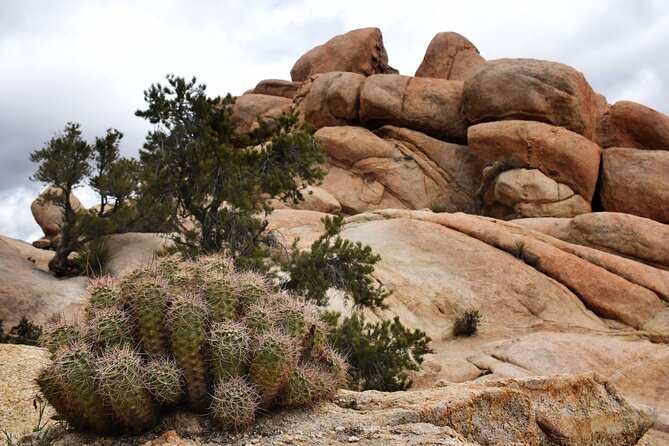 Joshua Tree's Hidden Valley Self-Guided Walking Tour - In-Depth Look at the Stops