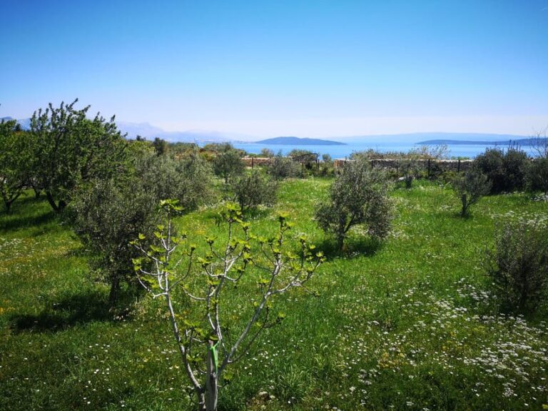Kastela: Wine & Olive Tasting Tour w/Delicacies & Live Music