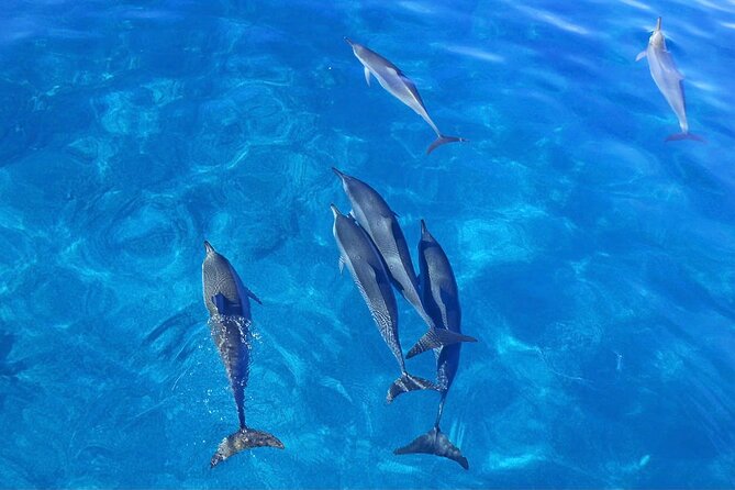 Kealakekua Bay Snorkel & Dolphin Watch In Kona