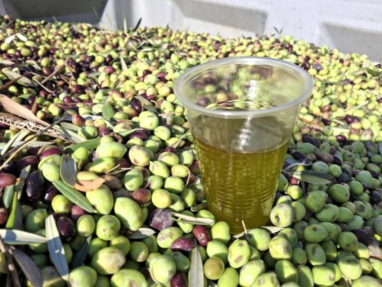 Kefalonia:Private Olive Oil, Honey & Wine Tasting Experience