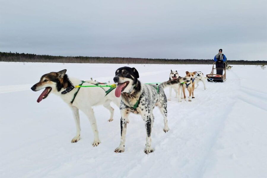 Kemi-Tornio: Husky Sled Ride with Hot Drink - An In-Depth Look at the Husky Sled Experience in Kemi-Tornio