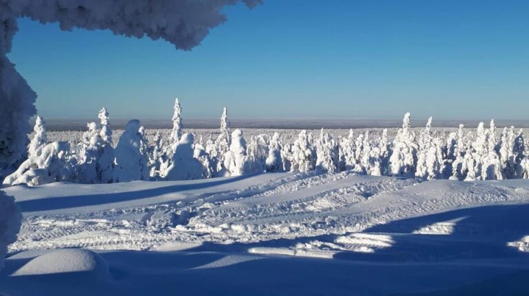Kemi-Tornio: Snowmobile Forest Safari w/ Hot Drink & Snacks