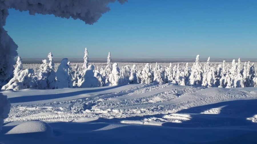 Kemi-Tornio: Snowmobile Forest Safari w/ Hot Drink & Snacks - Good To Know