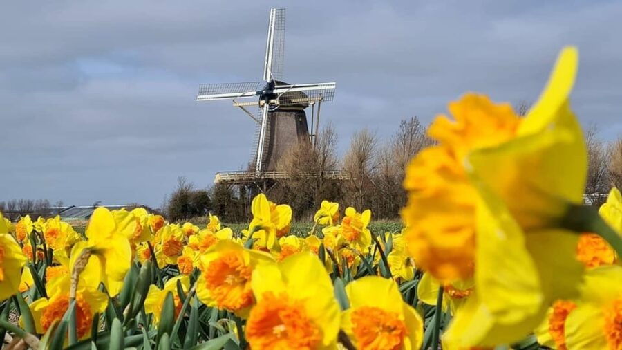Keukenhof: Private Tulip & Windmill tour with cheese tasting - The Sum Up