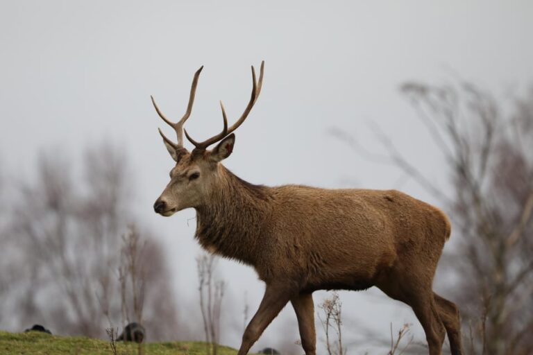 Kingussie: Highland Wildlife Park Entry Ticket