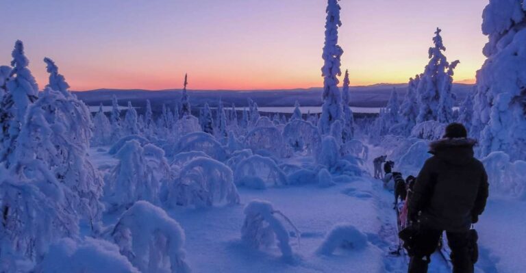 Kiruna: Guided Afternoon Drive Your Own Dog Sled Tour