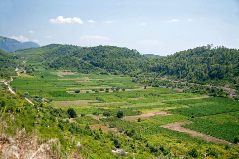 Korcula: Private excursion through vineyards, wine tasting