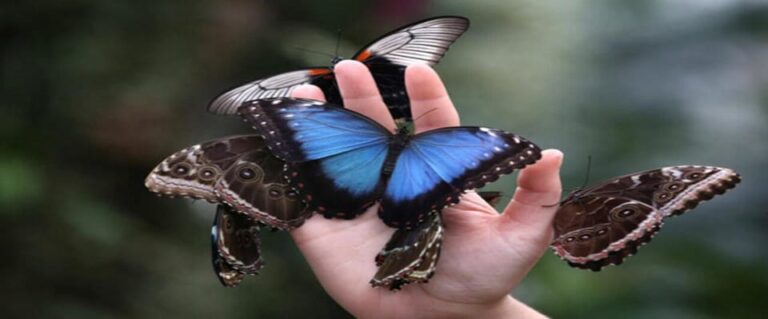 Krakow: Museum of Living Butterflies 2+2
