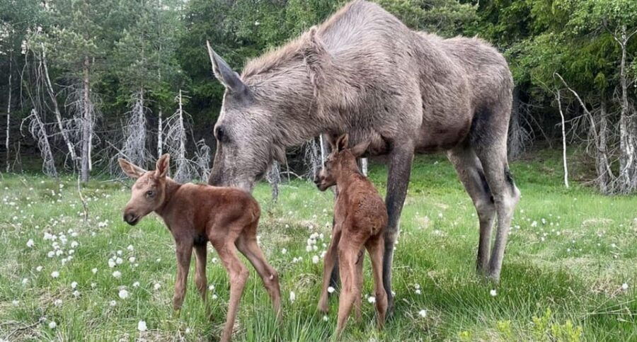 Kristiansand: Guided Bus Tour and Moose Park Experience - The Moose Park Experience