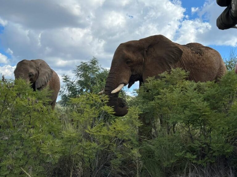 Kruger National Park: 4-Day Ultimate Safari Tour