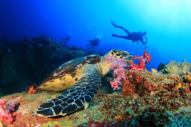 Kusadasi: Scuba Diving for Beginners w/Lunch & Transfer