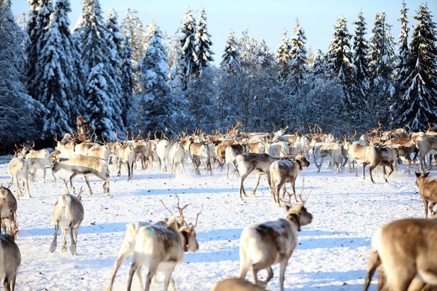 Kuusamo: Morning Feeding of Hundreds of Reindeer - What to Expect from the Reindeer Feeding Experience