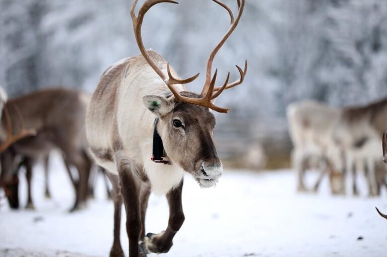 Kuusamo: Reindeer Sleigh Ride and Farm Visit