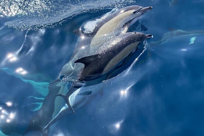 La Herradura: Sailboat with a view of Dolphins-Private