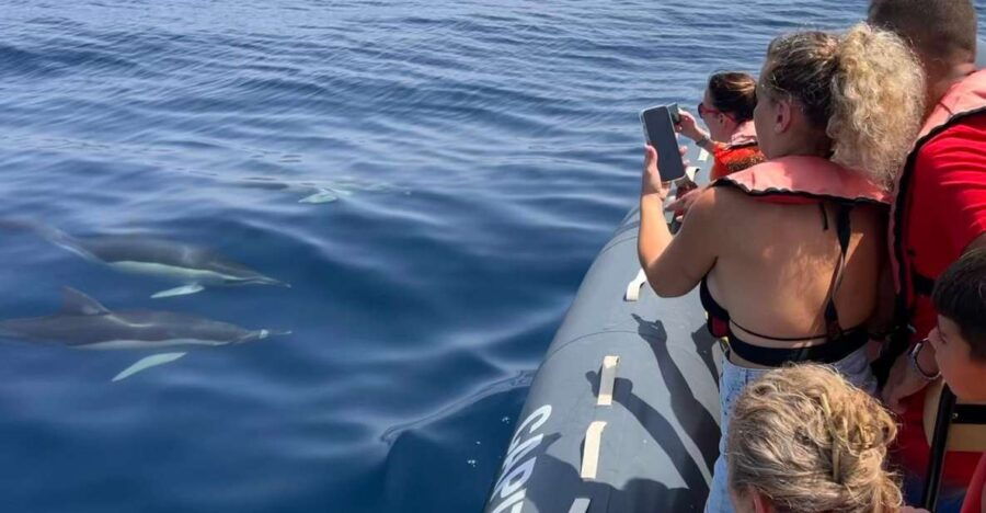 Lagoa: Dolphins Expedition with biologist guide on board - Good To Know