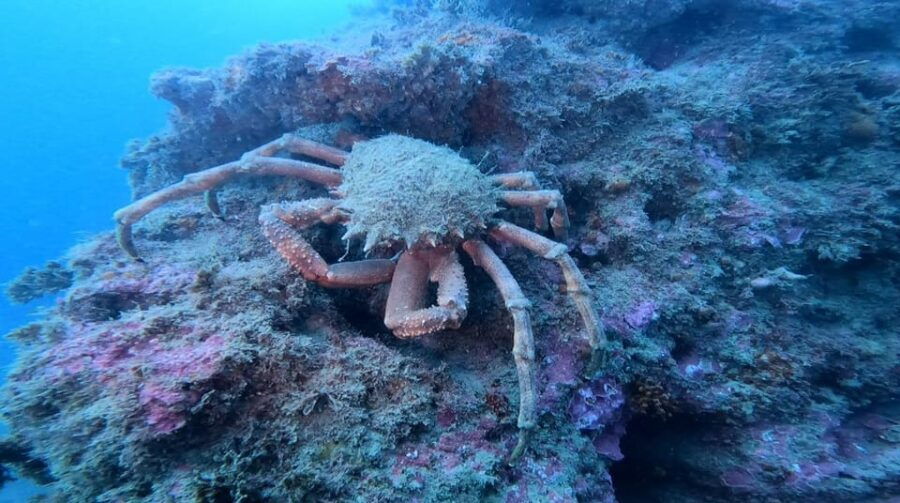 Lagos: 2 Dives on the local Reefs (FOR CERTEFID DIVERS ONLY) - Practical Details to Keep in Mind
