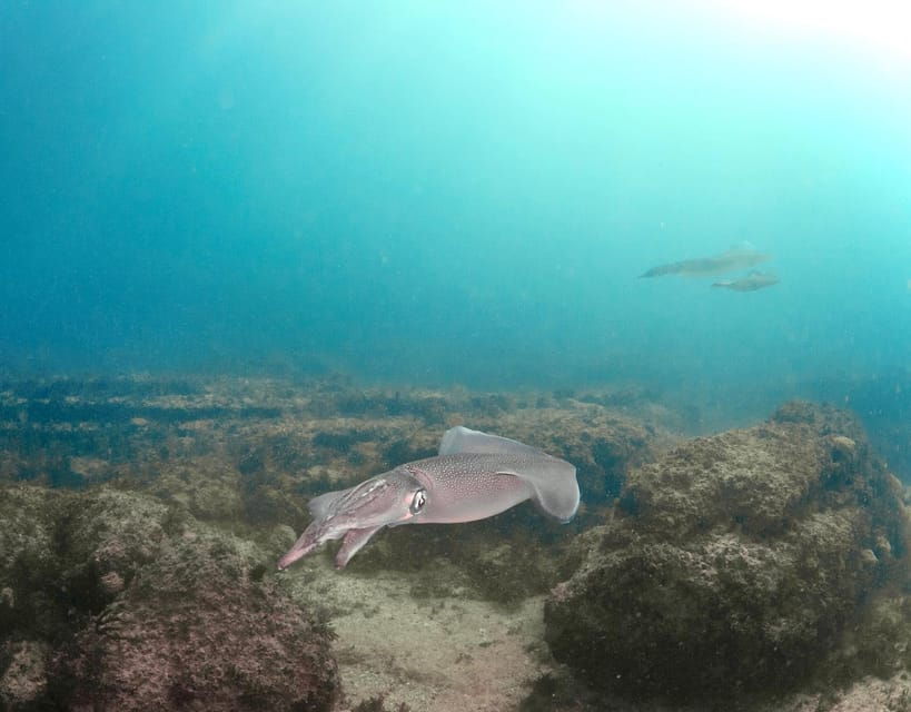 Lagos: Scuba Diving Experience for Beginners - Introduction to the Lagos Scuba Diving Tour