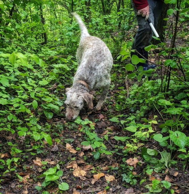 Langhe: Truffle Hunt and Wine-Tasting in a Cellar