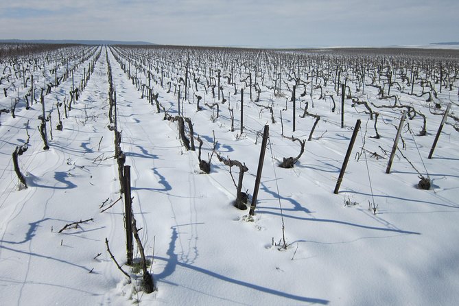 Let's take a walk in the vineyards - Exploring the Itinerary: What You Can Expect