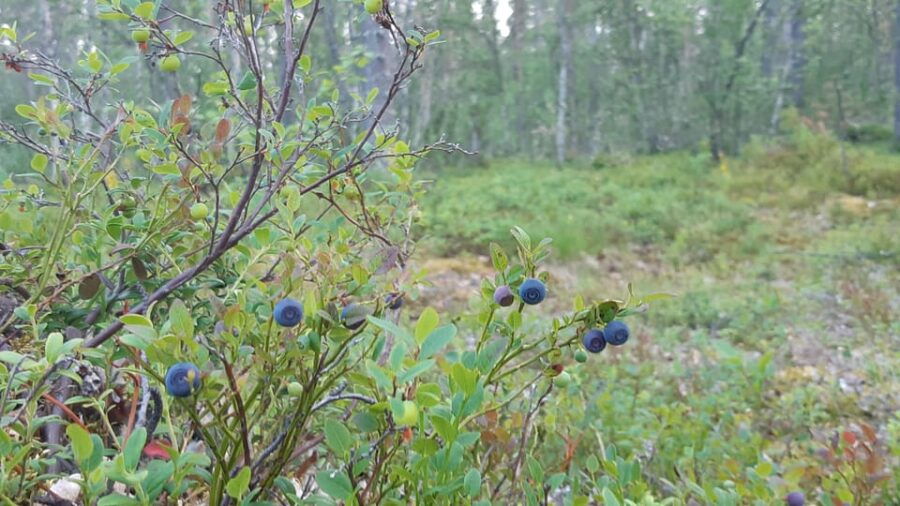 Levi: Berry Picking - Superfoods from Nature - An In-Depth Look at the Levi Berry-Picking Tour