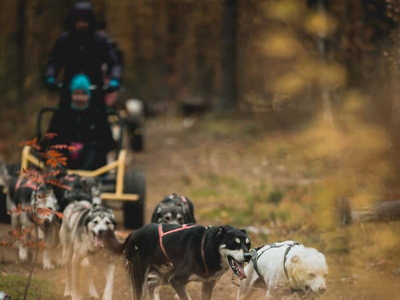 Levi: Husky cart tour- Midnight Sun & Autumn Northern Lights - The Experience in Detail