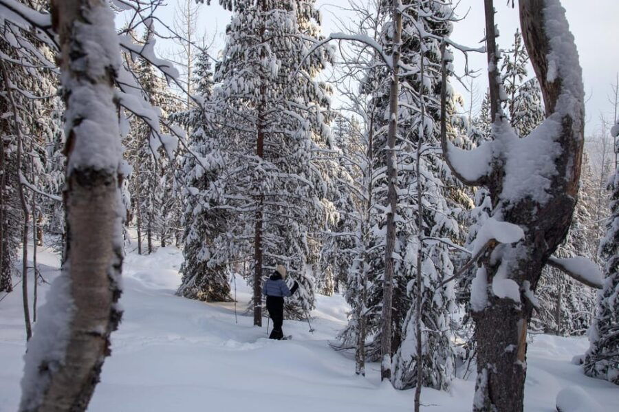 Levi: Lakeside forest snowshoeing - Exploring Levi’s Lakeside Forest Snowshoeing Experience