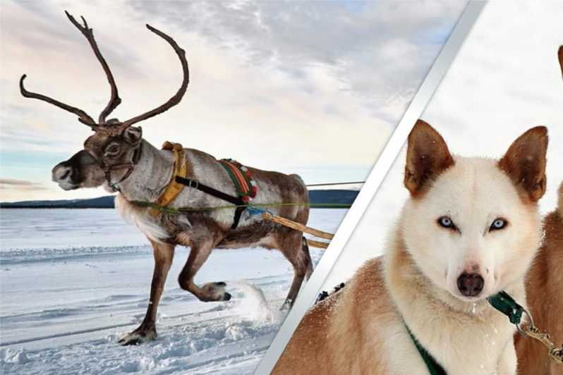 Levi: Lapland Reindeer and Husky Safari - Who Will Love This Tour?