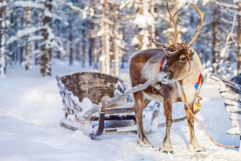 Levi: Reindeer Experience with Sled Ride