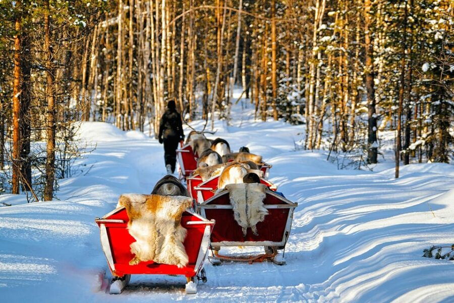 Levi: Reindeer Sleigh Ride Tour in Snowy Forest - Exploring the Levi Reindeer Sleigh Ride Experience