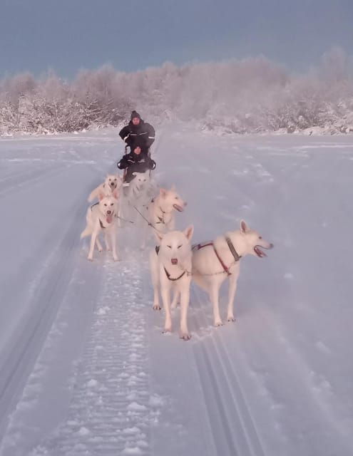 Levi: Self-Drive 2 KM Husky Sledding Experience - An In-Depth Look at the Husky Sledding Tour