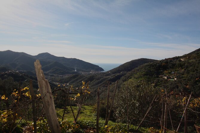 Lievàntu Wine Experience - An In-Depth Look at the Lievàntu Wine Experience