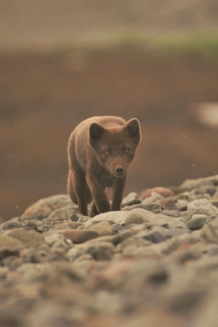 Lightweighted walk through wild Arctic Nature - An In-Depth Look at the Arctic Walk Experience