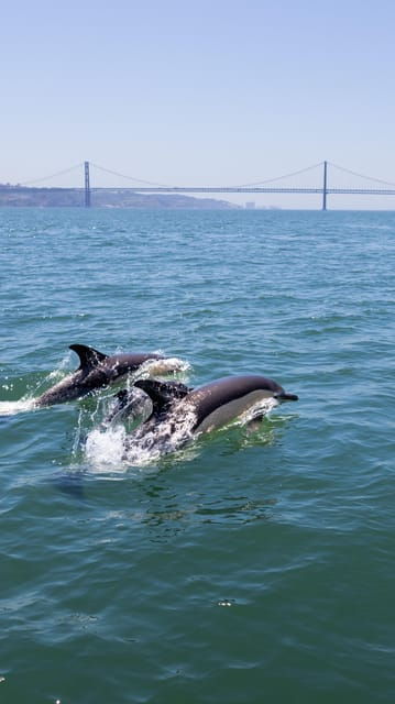 Lisbon: Dolphin Watching Boat Tour with Welcome Coffee