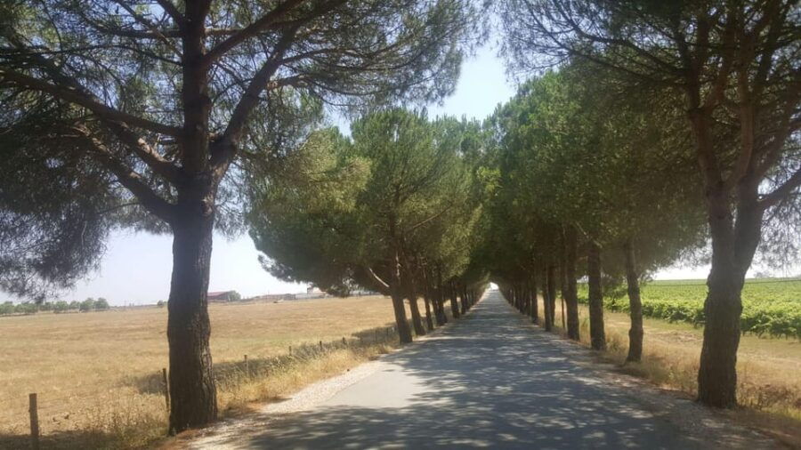 Lisbon: Évora and Alentejo Private Wine Tour - What to Expect from the Tour