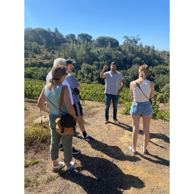 Lisbon: Private Full-Day Wine Tour with Driver - Why This Tour Offers Great Value