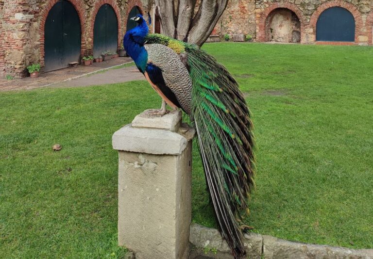 Lisbon: Saint George’s Castle Entry Ticket and Guided Visit