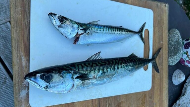 Lister: Inshore Fishing Tour with Local Guide