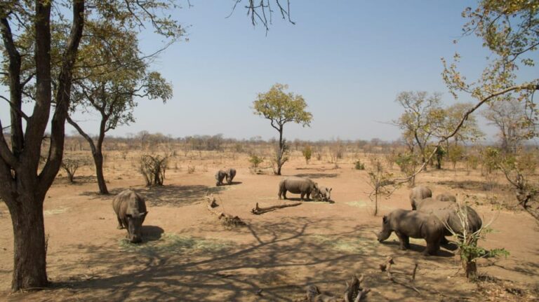 Livingstone: Game Drive and White Rhino Walking Safari