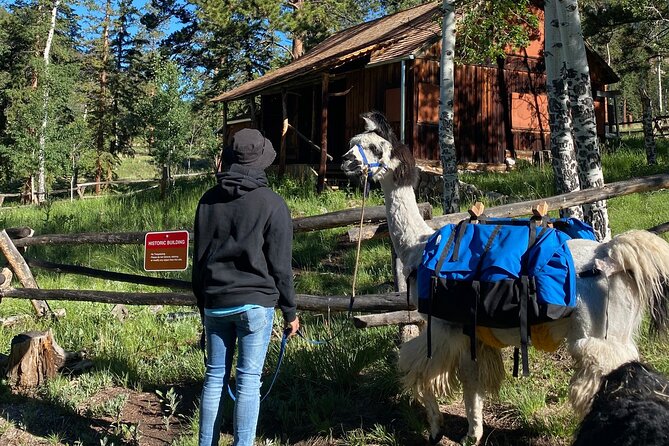 Llama to Lunch in the Rocky Mountains