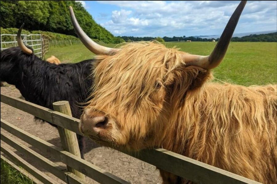 Loch Lomond Highland Cows Victorian Town Half-Day Tour - The Transportation and Group Dynamics