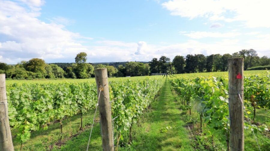London: Full-Day English Wine Tour with Lunch - Good To Know