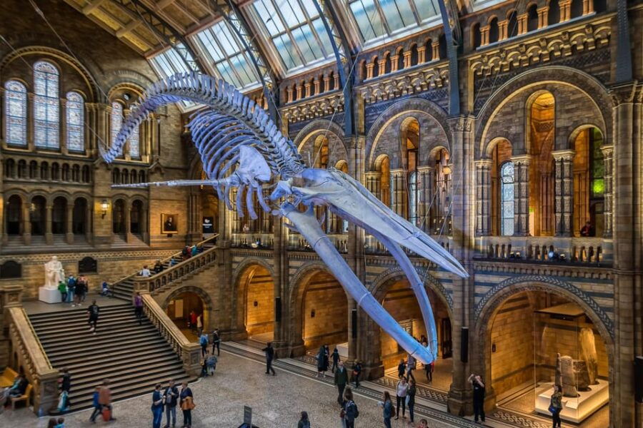 London: Guided Tour of the Natural History Museum - An In-Depth Look at the Tour Experience