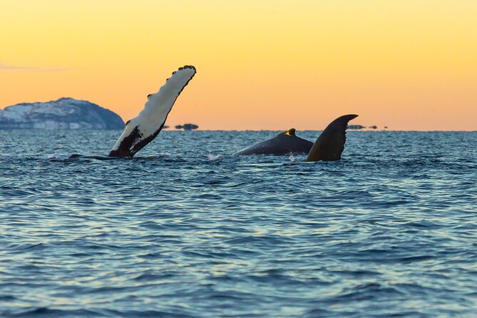 Luxury Whale Watching From Tromso - Small group and local guide - An In-Depth Look at the Tour